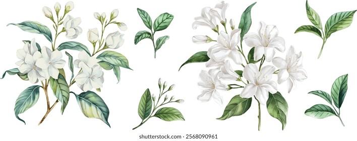 Jasmine watercolor clipart set. Hand Drawn Watercolor Jasmine Flowers and green leaves vector isolated on white background.