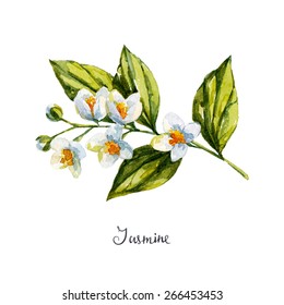 Jasmine. Watercolor Illustration