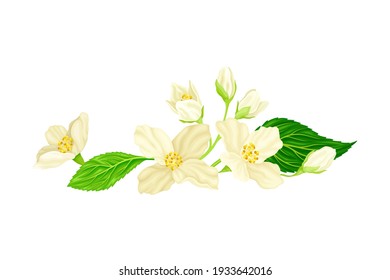 ジャスミン花 の画像 写真素材 ベクター画像 Shutterstock