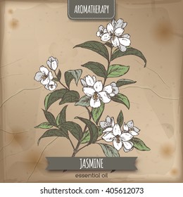 Jasminum officinale aka common jasmine color sketch on vintage paper background. Aromatherapy series. Great for traditional medicine, perfume design, cooking or gardening. 
