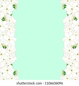 Jasminum sambac - Arabian jasmine Border on Green Mint Background. Vector Illustration.