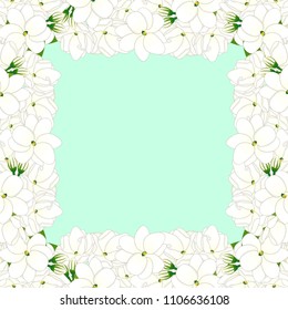 Jasminum sambac - Arabian jasmine Border on Green Mint Background. Vector Illustration.