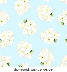 Jasminum sambac - Arabian Jasmine on Light Blue Background. Vector Illustration.