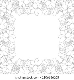 Jasminum sambac - Arabian jasmine Outline Border on White Background. Vector Illustration.