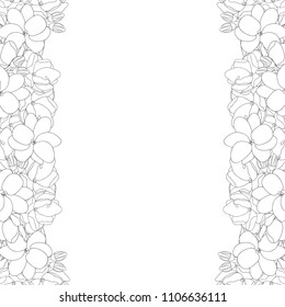 Jasminum sambac - Arabian jasmine Outline Border on White Background. Vector Illustration.