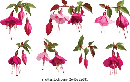 Jasminum sambac Fuchsia flower, isolated, flowering tree, tropical jasmine plant, fragrant garden bloom, exotic shrub, vector illustration, decorative flora, seasonal plant.