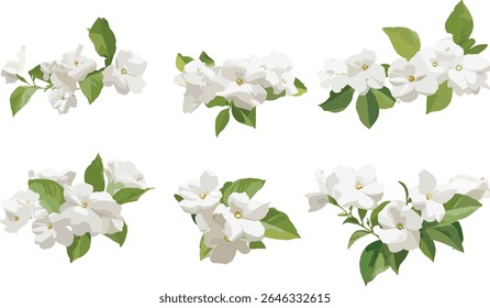 Jasminum sambac tree isolated, Arabian jasmine flower, tropical plant, Sambac jasmine blossom, fragrant floral, exotic greenery, vector illustration, natural garden, botanical.
