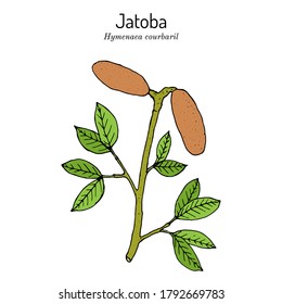 Jatoba, Hymenaea courbaril, or West Indian locust, Brazilian cherry, edible plant. Hand drawn botanical vector illustration