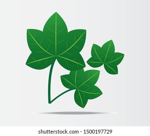 
Jatropha leaves green color vector design