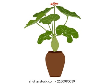 Jatropha podagrica on a white background.