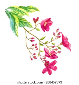 Jatropha watercolor flowers 