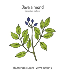 Java Almond, Canarium vulgare, edible and medicinal plant. Hand drawn botanical vector illustration