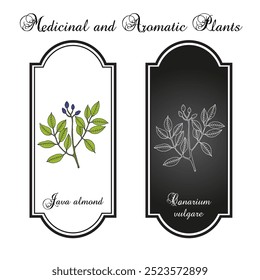 Java Almond, Canarium vulgare, edible and medicinal plant. Hand drawn botanical vector illustration