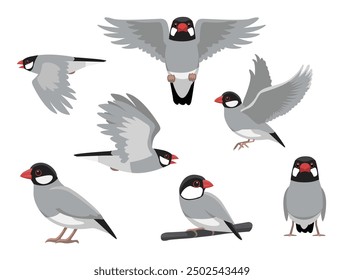 Java Finch Sparrow Bird Exotic Varias Poses Personaje de Vector de dibujos animados