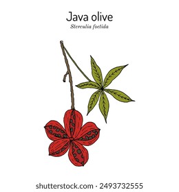 Java Olive (Sterculia foetida), edible and medicinal plant. Hand drawn botanical vector illustration