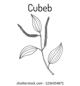 Java pepper (Piper cubeba), or cubeb, medicinal plant. Hand drawn botanical vector illustration