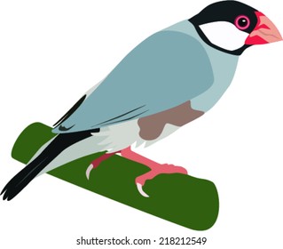 java  sparrow