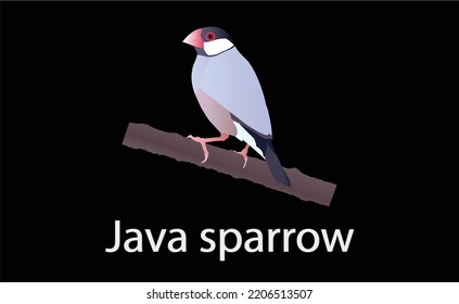 El gorrión de Java se inclina sobre una rama aislada en el fondo negro. Ilustración vectorial