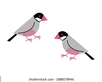 Java Sparrow Simple vector art