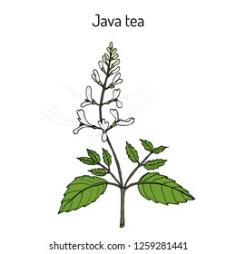 Java tea (Orthosiphon stamineus), medicinal plant. Hand drawn botanical vector illustration