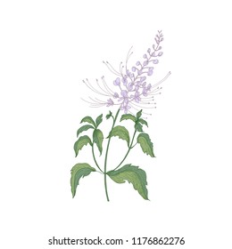 Java tea tender flowers or inflorescences, stems and leaves isolated on white background. Beautiful wild flowering herb used in herbalism. Realistic hand drawn vector illustration in vintage style.