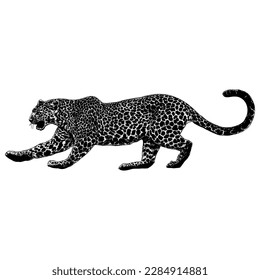 Javan Leopard hand drawing vector isolated on white background.