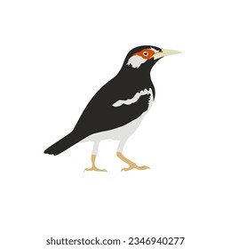 Javan pied starling, Gracupica jalla high quality vector design transparent background