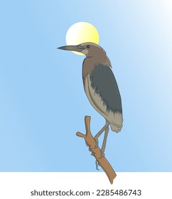 a Javan Pond Heron perched on a log, with a background of blue sky and evening sun