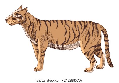 Javan tiger extinct animal hand drawn illustration