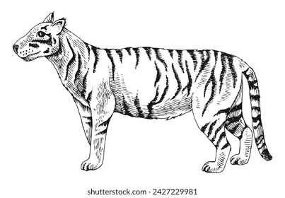 Javan tiger extinct animal hand drawn illustration