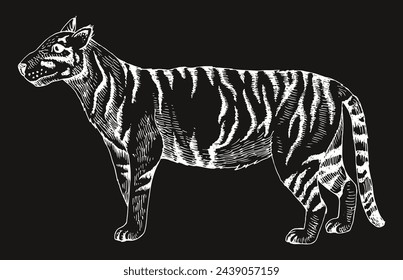 Javan tigre animal extinto dibujado a mano ilustración