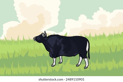 Javanese bull is grazing in a green pasture