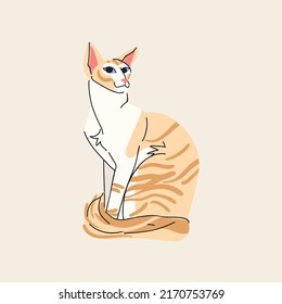 Javanese cat breed on beige background. Vector pet character flat illustration