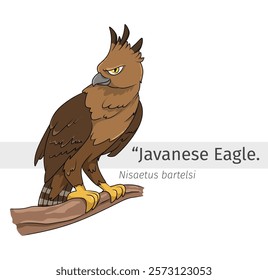 Javanese Eagle Cartoon perched on a branch illustration. wildlife animal isolated. Bird cartoon collection. Javanese Eagle bird Cartoon character