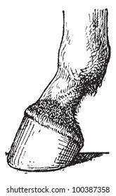 Javart formed at the foot of horse, vintage engraved illustration. Dictionary of words and things - Larive and Fleury - 1895.