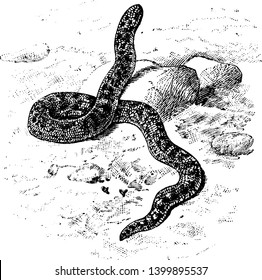 Javelin Sand Boa is a snake in the Boidae family of boas, vintage line drawing or engraving illustration.