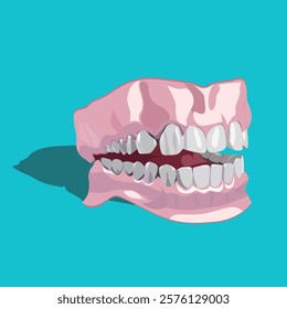 A Jaw (Dental Model) vector illustration