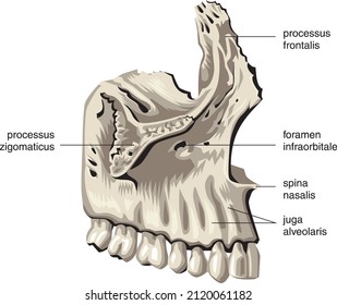 Jaw Mandibular Mouth View Dentistry Anatomy Vector Isolated on White