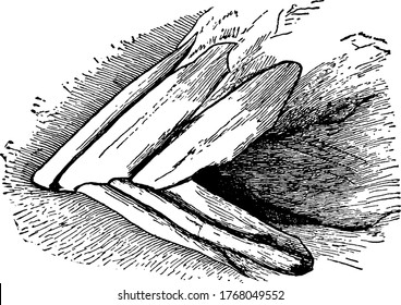 Jaw of young castrated male horse (side view)., vintage line drawing or engraving illustration. 