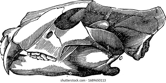 Jaws of a tiger showing that when the jaws are closed the ends of the teeth do not press upon the ends of the teeth that are opposite to them, vintage line drawing or engraving illustration.
