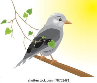 Jay and birch sprig. Vector