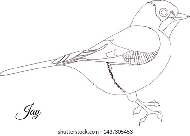 Jay bird coloring. Vector outline picture