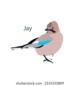 A Jay. Ilustración plana del diseño del pájaro del bosque, objeto aislado en blanco para el Web, para la impresión, para la impresión de la tela Ilustración vectorial común