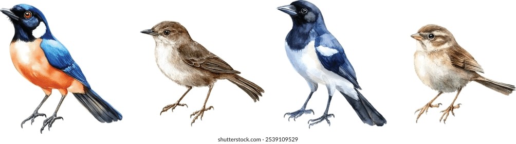 Jay, Magpie, Sparrow, and Blackbird watercolor vector collection. Hand-painted illustrations isolated on a white background.