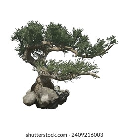 Jeffrey pine tree vector illustration