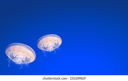 Jellies floating under the sea