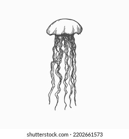 Jellies Pacific Nettle Jellyfish Isolated Monochrome Sketch Icon. Vector Medusa Hand Drawn Sea Creature, Underwater Animal, Deep Ocean Waters Sealife Character. Swimming Marine Jelly, Long Tentacles