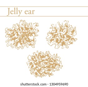 Jelly ear, wood ear. Edible mushrooms. Oriental kitchen. Hand drawn vector illustration.