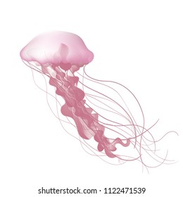 Jelly Fish collection in Realistic vector illustration.