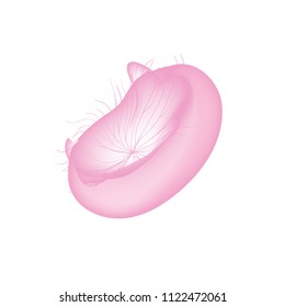 Jelly Fish collection in Realistic vector illustration.